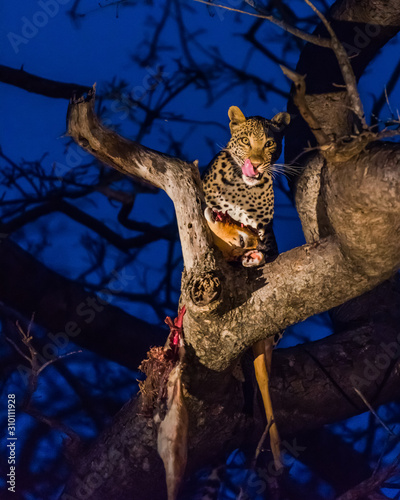 Leopard in tree with kill at night photo