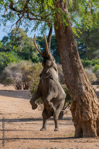 Photography wild elephant standing on hind legs - Mana Pools