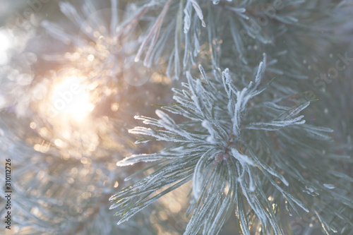 Merry Christmas and happy new year. Christmas background with fir branches covered with hoarfrost in the rays of the setting sun. © alefat