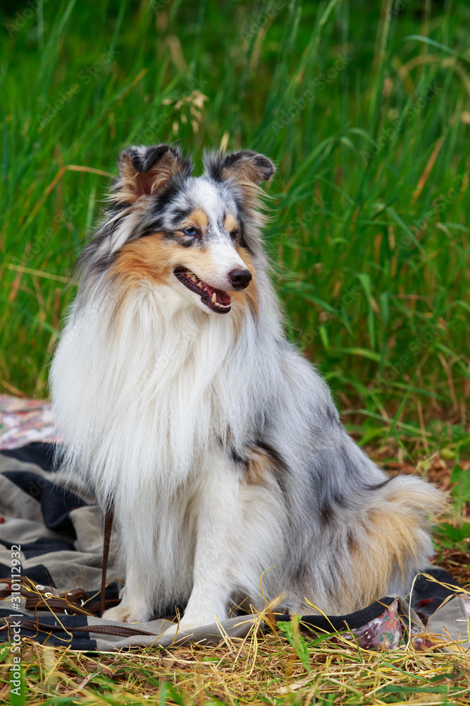 Dog breed australian shepherd Dog breed australian shepherd