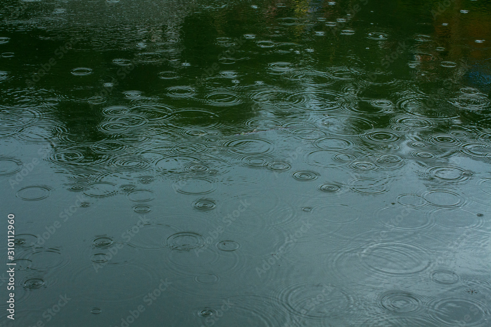 Fototapeta premium Ripples on the pond water surface on a rainy day
