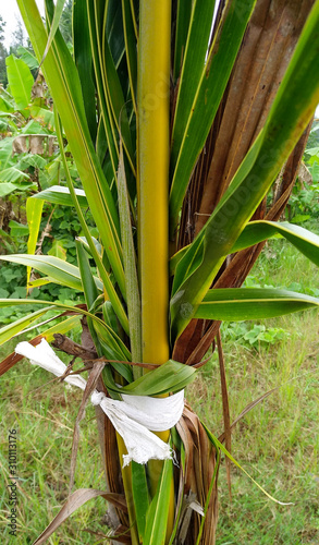 Areca Trees  young areca nut plants