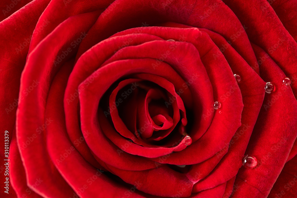 red rose texture, petals closeup red rose texture, petals closeup