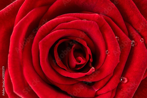 red rose texture  petals closeup