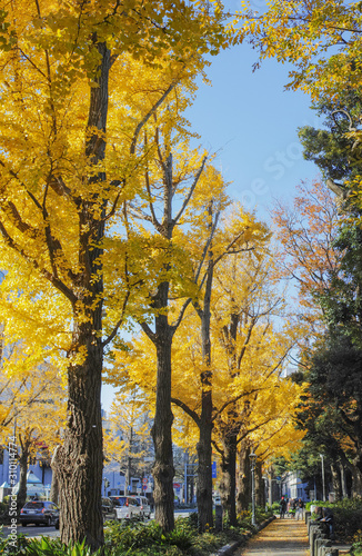 横浜山下公園通りの黄葉したイチョウ並木