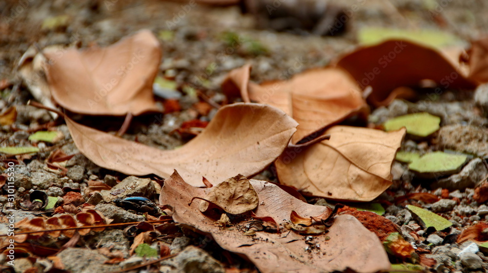 autumn, background, beautiful, bokeh, bright, bright picture, brown, closeup, color, colorful, day, defocused, dirt, drought, dry, earth, environment, fall, flora, foliage, forest, garden, golden, gro autumn, background, beautiful, bokeh, bright, bright picture, brown, closeup, color, colorful, day, defocused, dirt, drought, dry, earth, environment, fall, flora, foliage, forest, garden, golden, gro