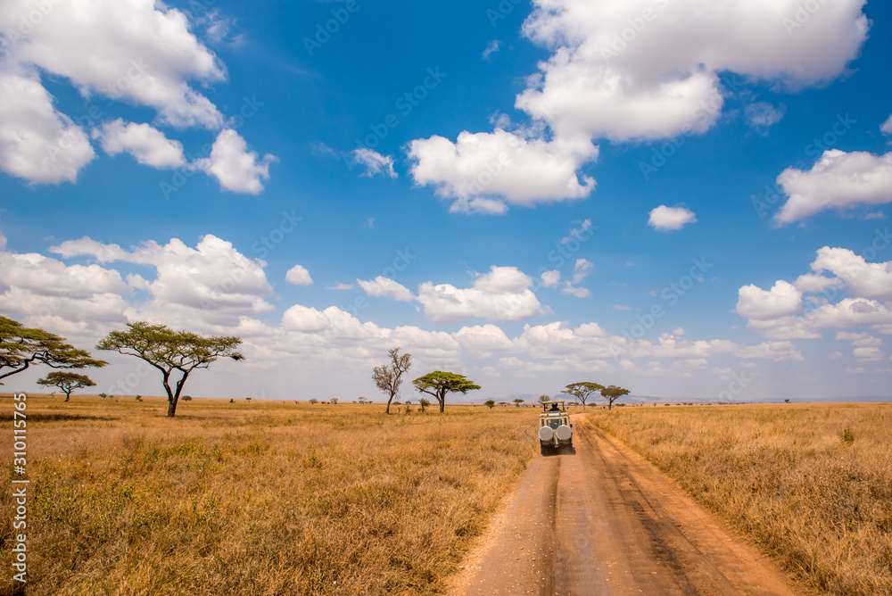 Safari tourists on game drive with Jeep car in Serengeti National Park in beautiful landscape scenery, Tanzania, Africa Safari tourists on game drive with Jeep car in Serengeti National Park in beautiful landscape scenery, Tanzania, Africa