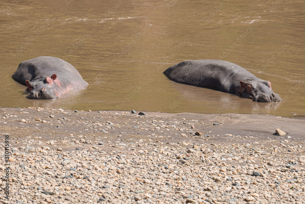 Hippos in floating in a river