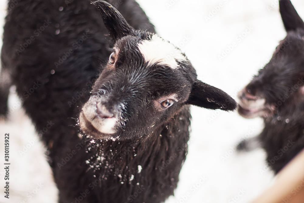 winter snow landscape village sheep portrait winter snow landscape village sheep portrait
