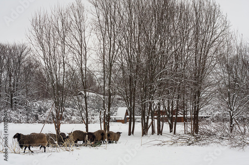winter snow landscape village sheep