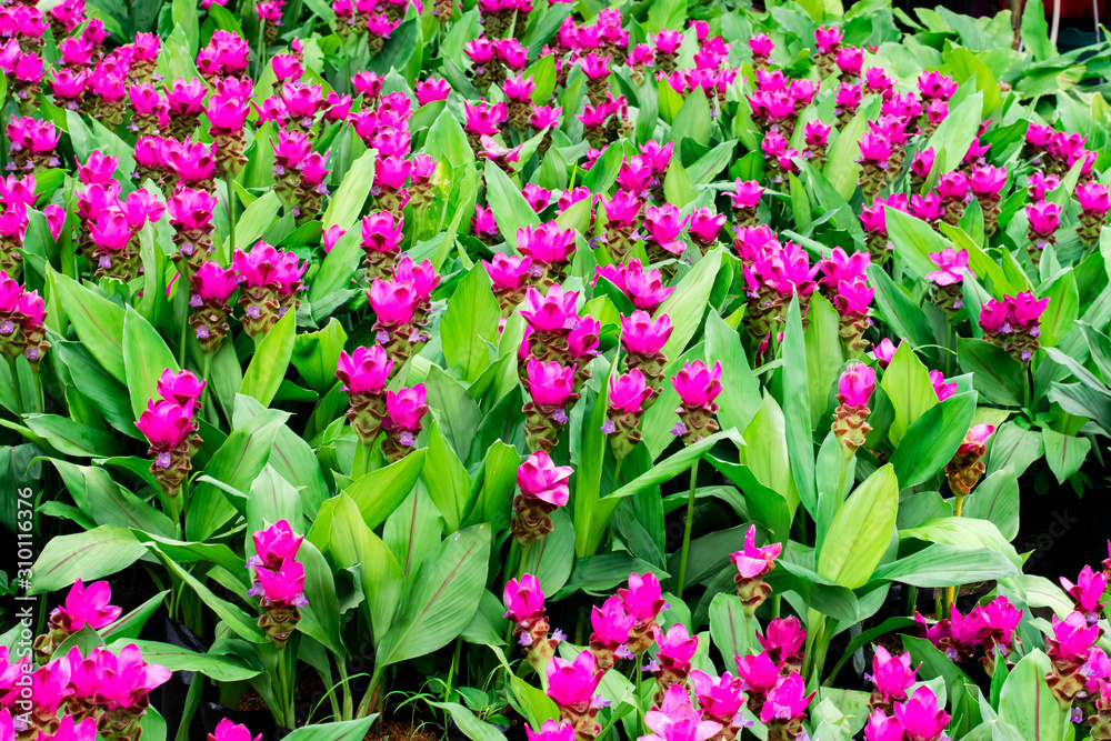 Siam Tulips blooming