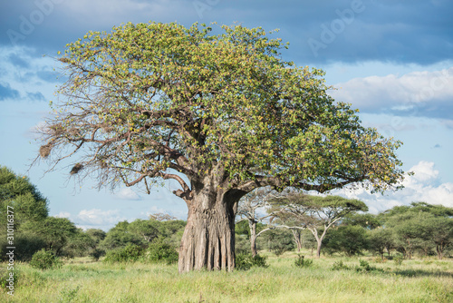 Photography baobab tree of life in Africa