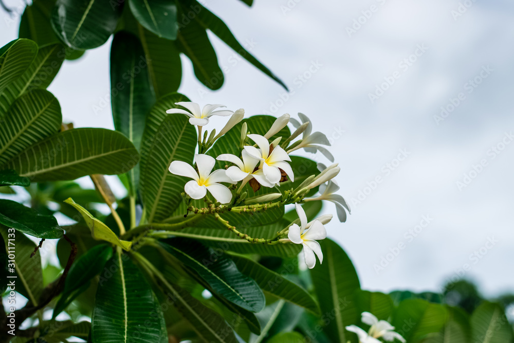 Beautiful plumeria flowers