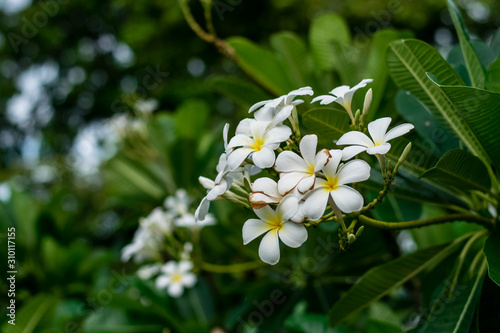 Beautiful plumeria flowers