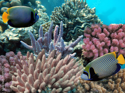 Fototapeta Naklejka Na Ścianę i Meble -  Red Sea coral reef with hard coral and Emperor Angelfish
