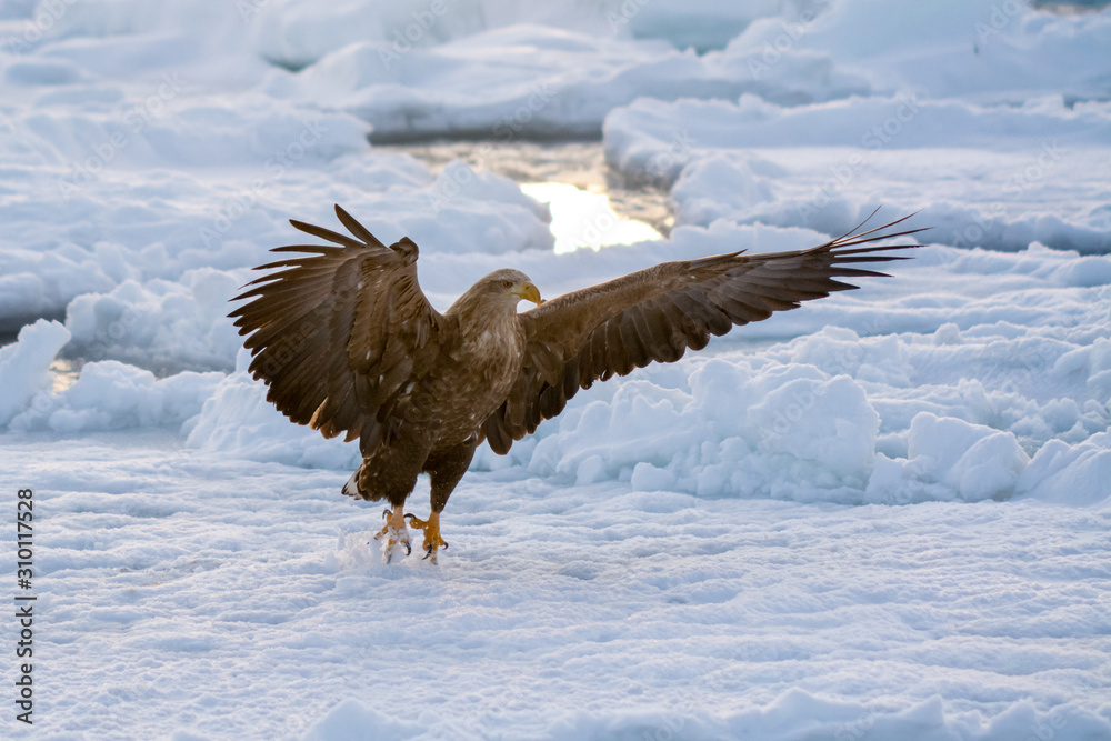 Sea Eagles at Rausu Hokkaido Japan