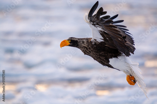 Sea Eagles at Rausu Hokkaido Japan