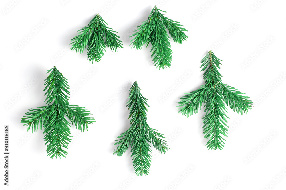 spruce branches pattern on a white background. vertical frame. simple flat lay composition
