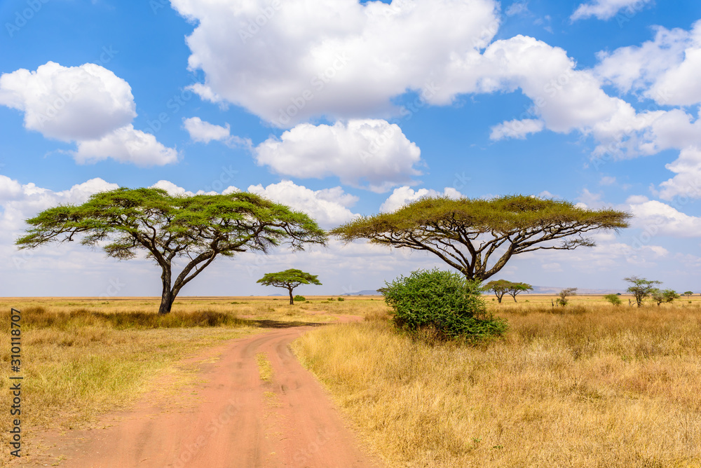 Game drive on dirt road with Safari car in Serengeti National Park in beautiful landscape scenery, Tanzania, Africa