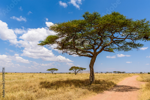 Game drive on dirt road with Safari car in Serengeti National Park in beautiful landscape scenery  Tanzania  Africa
