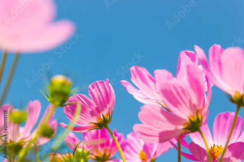 Beautiful flower Cosmos Bipinnatus flower in the garden with sky background