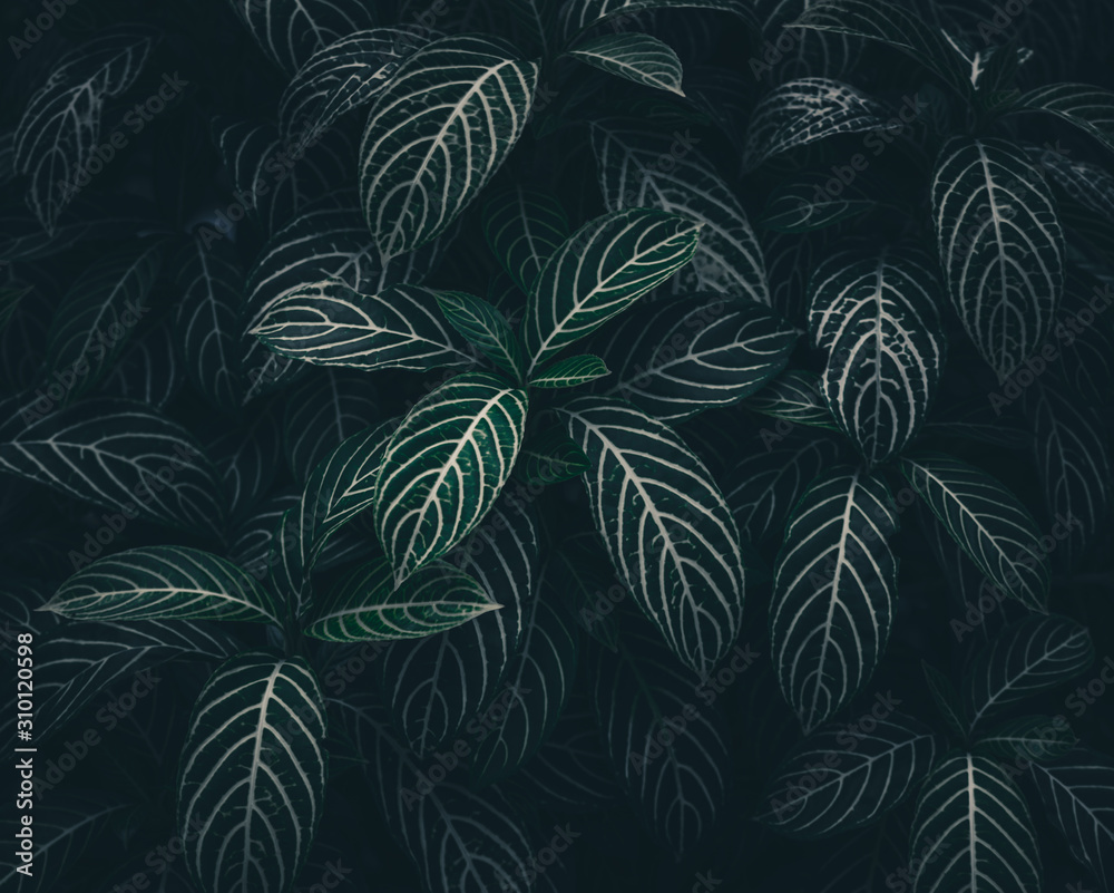 Tropical leaves texture,Abstract nature leaf green wall texture   dark tone,picture can used wallpaper desktop. Stock Photo | Adobe Stock