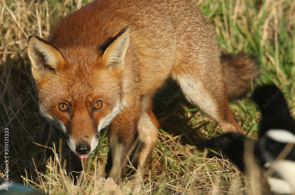 A magnificent hunting wild Red Fox, Vulpes vulpes, poking out its tongue.
