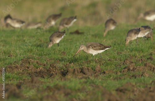 A flock of stunning Godwit feeding in a field in Kent, UK. 