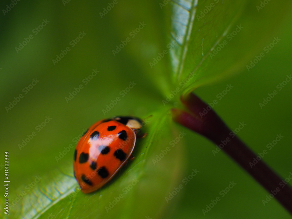 Fototapeta premium coccinelle sur plante grasse
