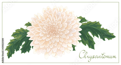 Vector floral illustration with pink chrysanthemum isolated on a white background