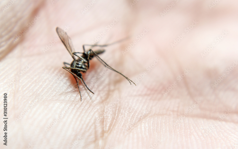 Close-up or macro pictures of mosquitoes on the skin Close-up or macro pictures of mosquitoes on the skin