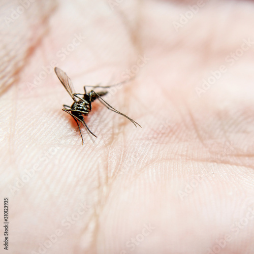 Close-up or macro pictures of mosquitoes on the skin
