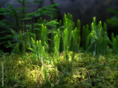 fern in forest © Александр Устинов