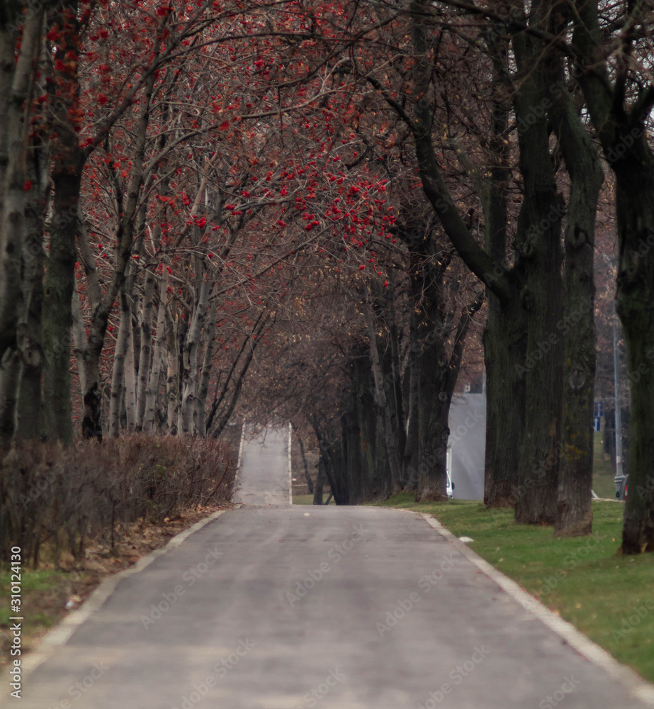 road in the forest