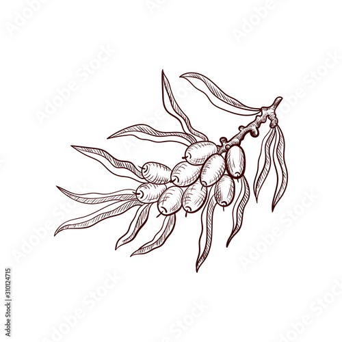 vector drawing sea buckthorn branch