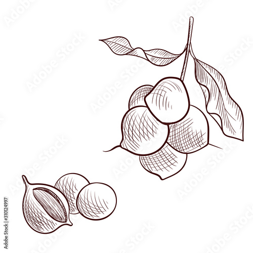 vector drawing macadamia nuts