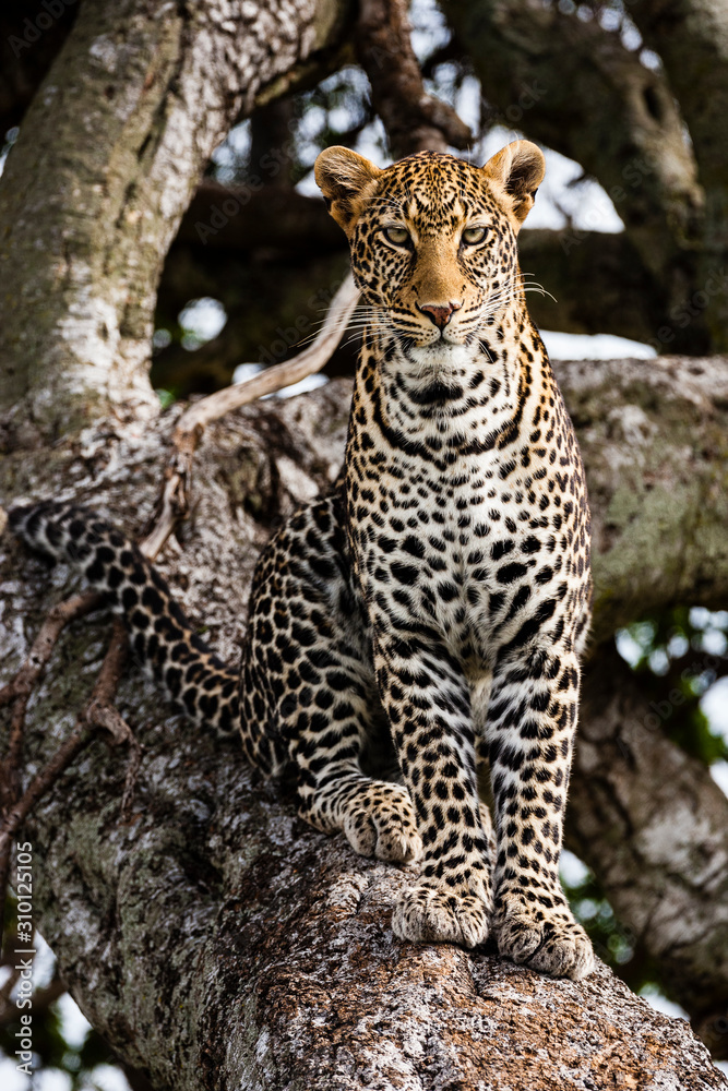 Fototapeta premium Masai Mara, Kenya. Leopard (Panthera pardus pardus) sitting in tree.