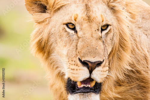 Masai Mara, Kenya. A male adult Masai lion (panthera leo nubica) shows its teeth.