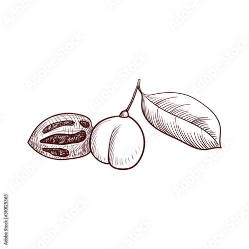 vector drawing nutmeg