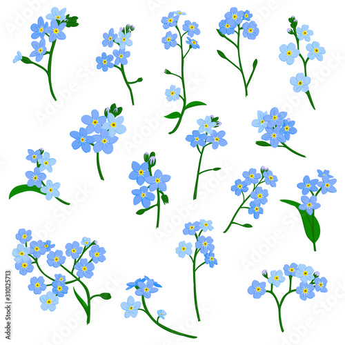 vector drawing forget-me-not flowers