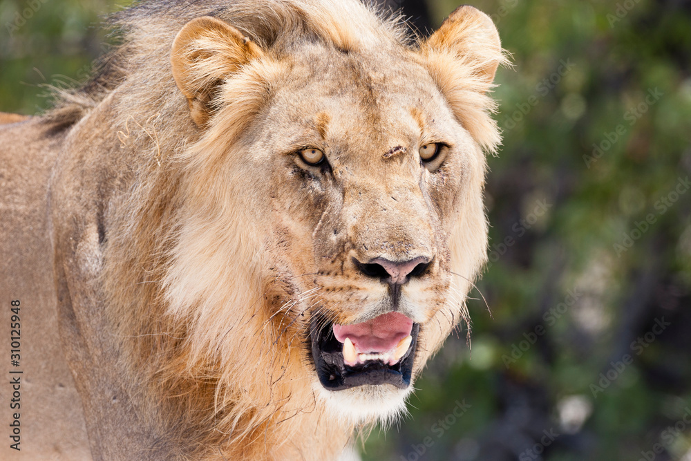 Etosha National Park, Namibia. A scarred male lion (panthera leo) in habitat.