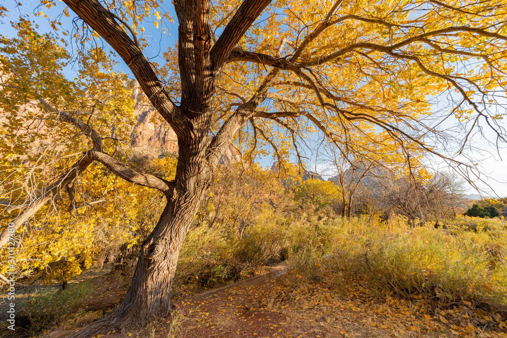 Naklejka premium Beautiful autumn landscape around Zion National Park
