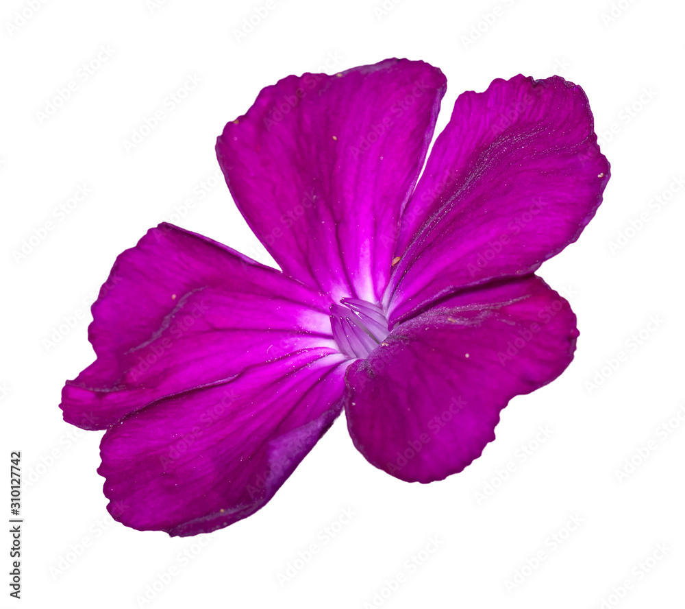 purple rose campion or dusty miller (Silene coronaria) flower isolated