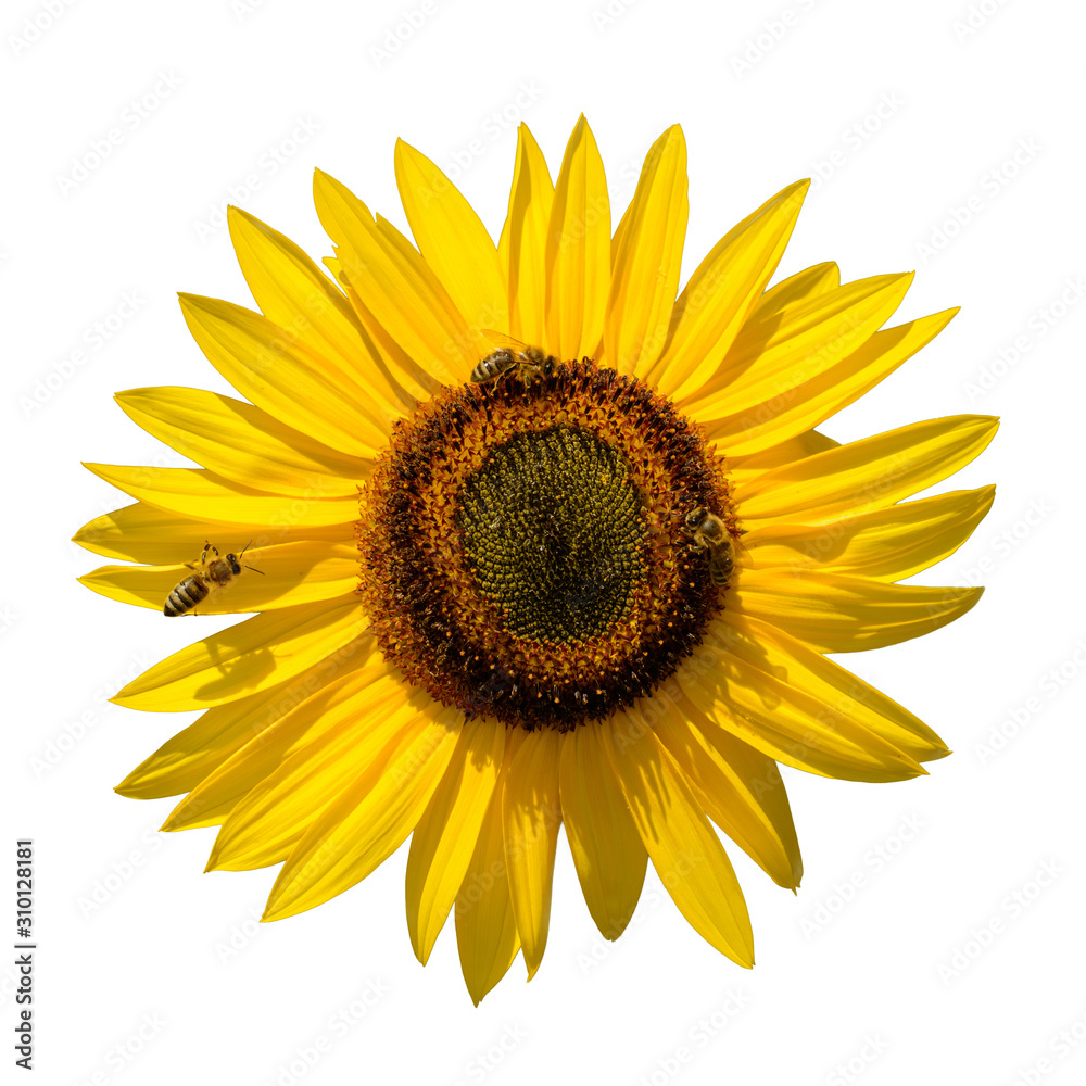 Fototapeta premium big yellow sun flower (Helianthus) blossom with bees on it isolated