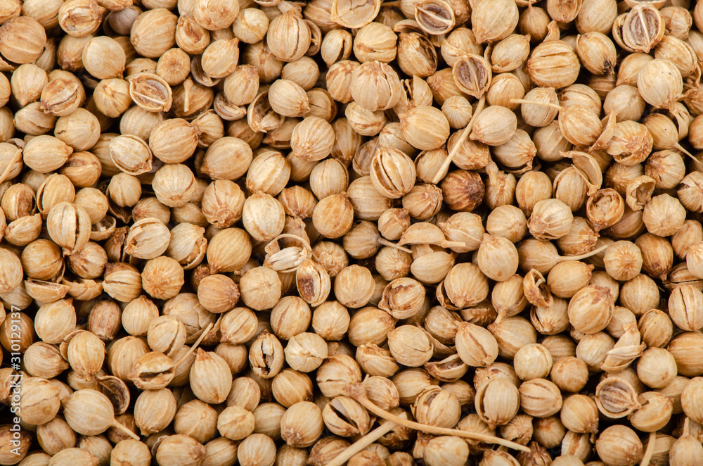 Pile of coriander seeds isolated on white background. Pile of coriander seeds isolated on white background.
