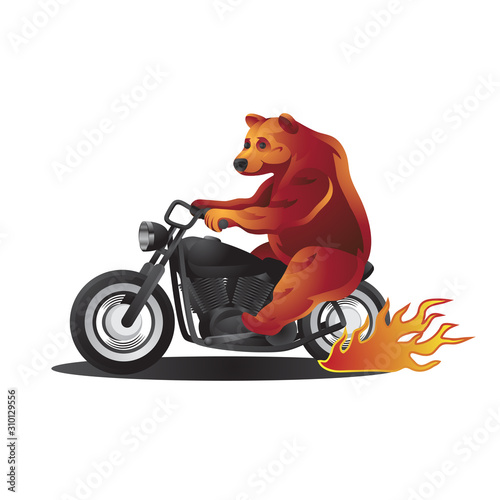 Animal character bear rides a motorcycle on a white isolated background. Vector image
