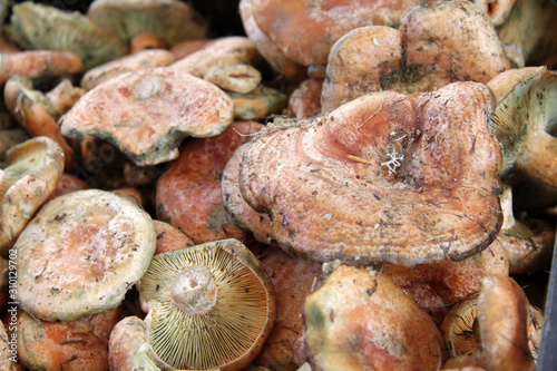 Saffron milk cap mushroom or Lactarius deliciosus, red pine mushroom. Lactarius semisanguifluus mushrooms pattern.