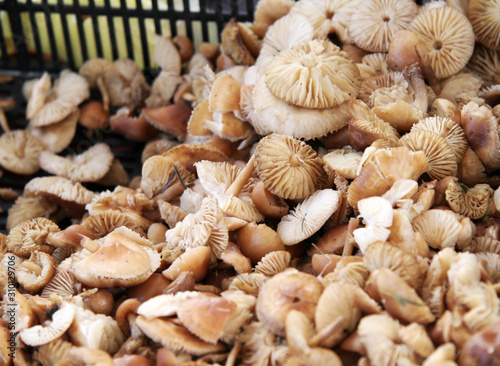 Marasmius oreades, the Scotch bonnet, is also known as the fairy ring mushroom or fairy ring champignon. Mushrooms pattern.