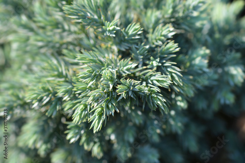 Flaky Juniper Blue Star