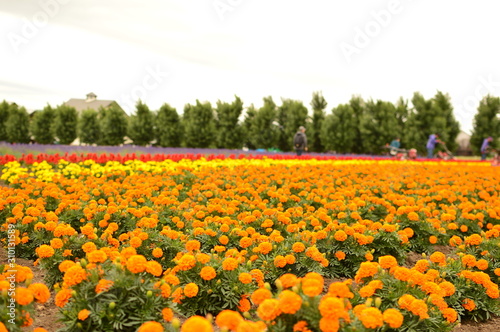 北海道の花畑